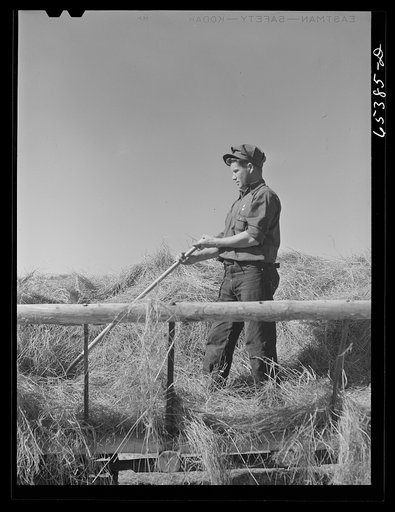 Untitled photo, possibly related to: Beaverhead County, Montana. Loading hay wagon for cattle feeding, Spokane Ranch