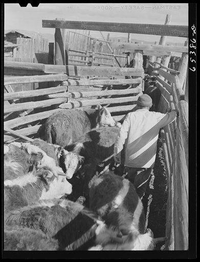 "[Untitled photo, possibly related to:  Beaverhead County, Montana. Cattle in dehorning chute. Jenson's ranch, Big Hole Basin]"