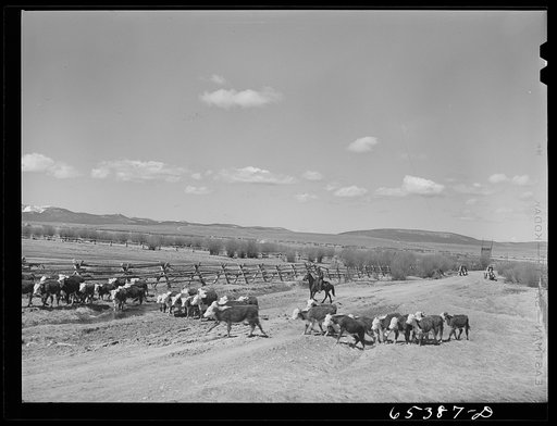 Beaverhead County, Montana. Driving cattle to a new feedlot. Spokane Ranch, Big Hole Basin
