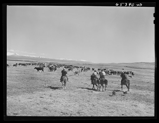 Beaverhead County, Montana. Hired hands riding back to ranch after spreading a load of hay for cattle. Spokane Ranch