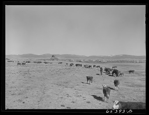 Untitled photo, possibly related to: Beaverhead County, Montana. Cattle feeding on ranch in the Big Hole Basin