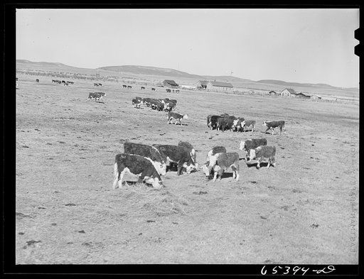 Untitled photo, possibly related to: Beaverhead County, Montana. Cattle feeding on ranch in the Big Hole Basin