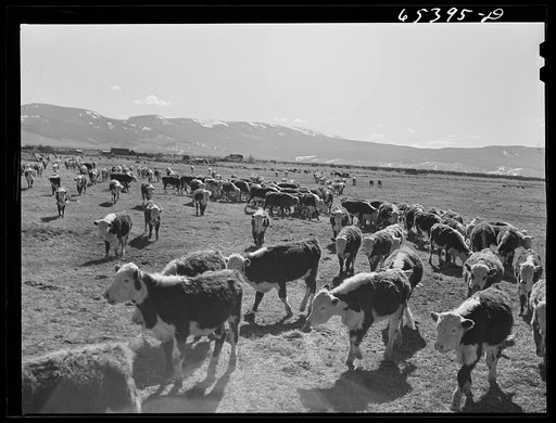 Beaverhead County, Montana. Cattle feeding on ranch in the Big Hole Basin