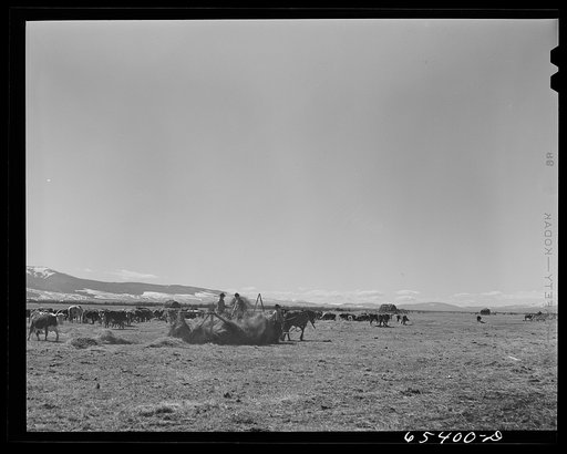 Untitled photo, possibly related to: Beaverhead County, Montana. Feeding cattle. Spokane Ranch, Big Hole Basin