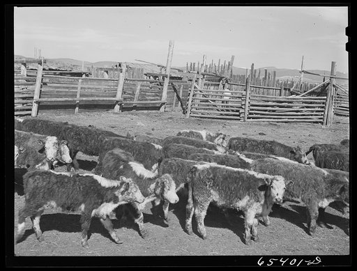 Untitled photo, possibly related to: Beaverhead County, Montana. Cattle in corral after dehorning. Ranch in Big Hole Basin