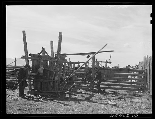 Beaverhead County, Montana. Dehorning cattle on Jenson's ranch