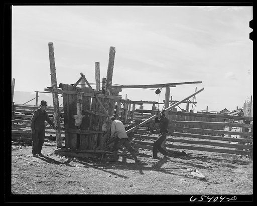 Untitled photo, possibly related to: Beaverhead County, Montana. Dehorning cattle on Jenson's ranch