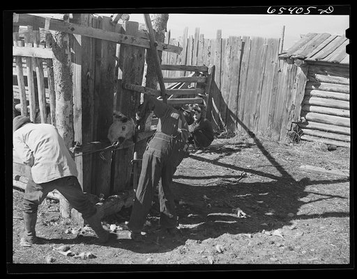 Untitled photo, possibly related to: Beaverhead County, Montana. Dehorning cattle on Jenson's ranch
