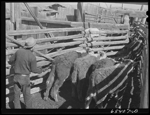 Untitled photo, possibly related to: Beaverhead County, Montana. Cattle in dehorning chute. Jenson's ranch, Big Hole Basin