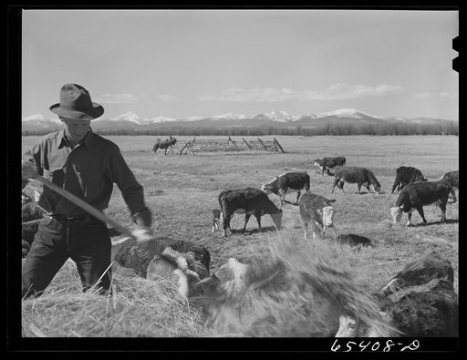Untitled photo, possibly related to: Beaverhead County, Montana. Feeding cattle. Spokane Ranch, Big Hole Basin