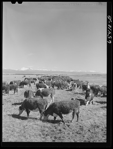 Beaverhead County, Montana. Cattle feeding on the Spokane Ranch in the Big Hole Basin