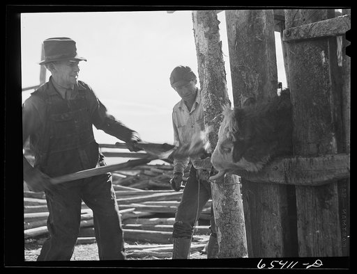 Untitled photo, possibly related to: Beaverhead County, Montana. Dehorning cattle on Jenson's ranch