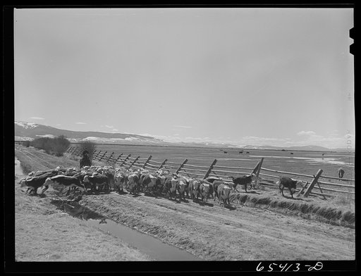 Untitled photo, possibly related to: Beaverhead County, Montana. Driving cattle to a new feedlot. Spokane Ranch, Big Hole Basin