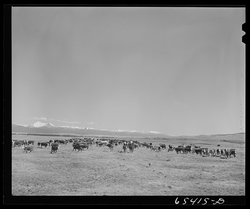 Untitled photo, possibly related to: Beaverhead County, Montana. Cattle feeding on ranch in the Big Hole Basin