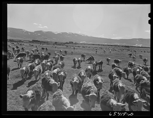 Beaverhead County, Montana. Cattle following the hay wagon. Winter feeding of cattle continues in the Big Hole basin until late May, when they are sent out on the range