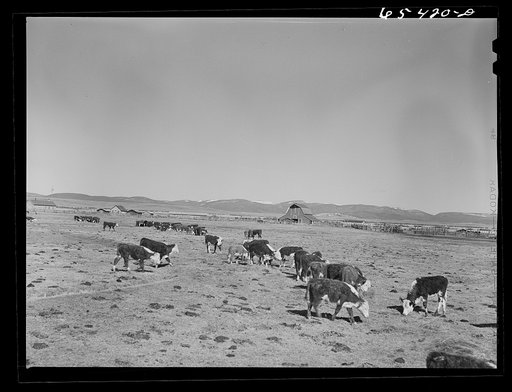 Untitled photo, possibly related to: Beaverhead County, Montana. Cattle feeding on ranch in the Big Hole Basin