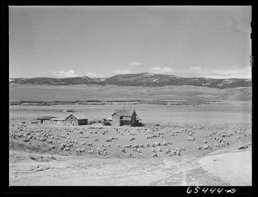 Beaverhead County, Montana. Sheep farm