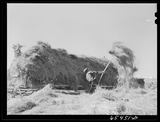 Beaverhead County, Montana. Loading hay wagon for cattle feeding, Spokane Ranch