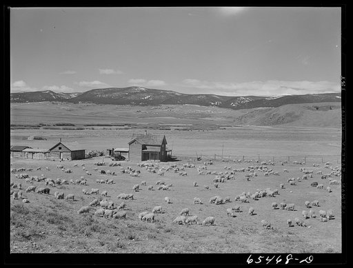 Untitled photo, possibly related to:  Beaverhead County, Montana. Sheep farm