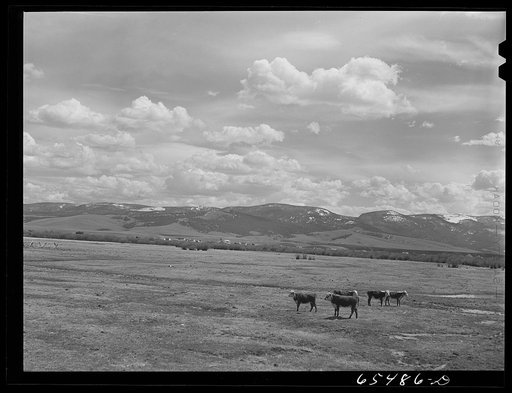 Untitled photo, possibly related to: Big Hole Basin, Beaverhead County, Montana. Cattle feeding