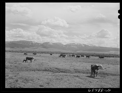Untitled photo, possibly related to: Big Hole Basin, Beaverhead County, Montana. Cattle feeding