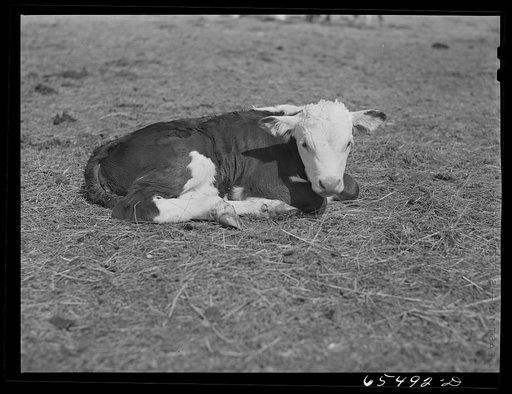 Beaverhead County, Montana. Newborn calf in the Big Hole Basin