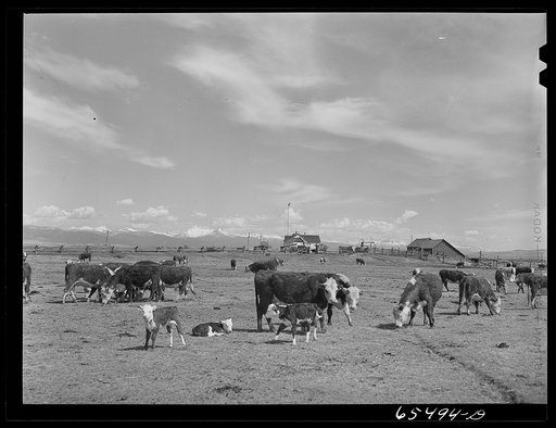 Beaverhead County, Montana. Calving time on Walt Stewart's ranch in the Big Hole Basin