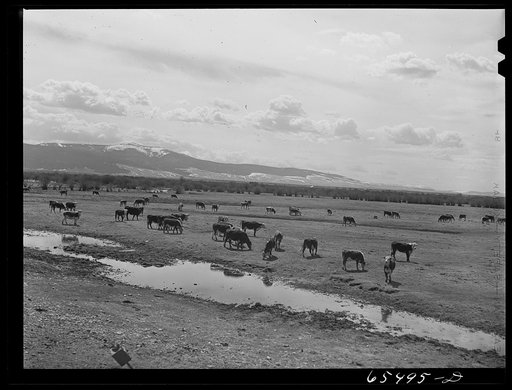 Beaverhead County, Montana. Cattle feeding in the Big Hole Basin