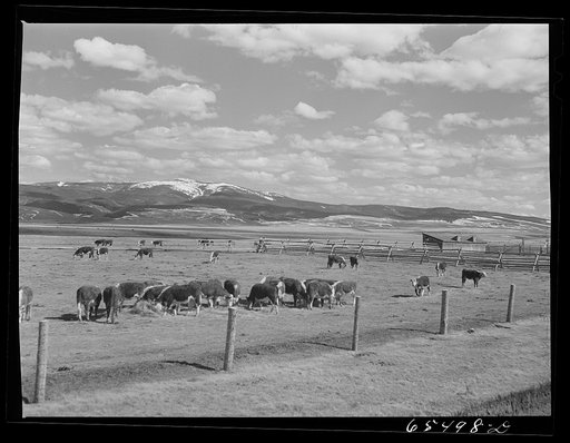 Beaverhead County, Montana. Cattle feeding on the Spokane Ranch