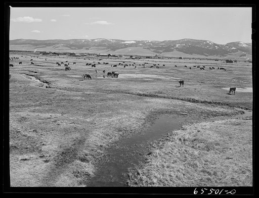 Untitled photo, possibly related to: Beaverhead County, Montana. Cattle feeding in the Big Hole Basin