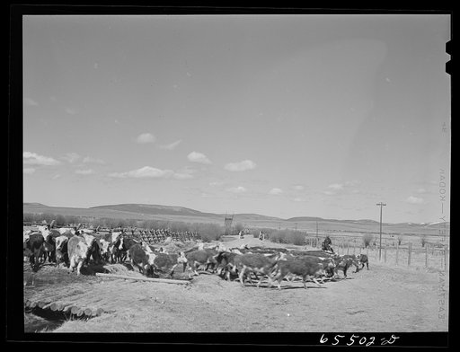 Untitled photo, possibly related to: Beaverhead County, Montana. Driving cattle to a new feedlot. Spokane Ranch, Big Hole Basin