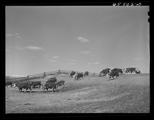 Untitled photo, possibly related to: Wisdom, Montana. Cattle in stockyards. They will be driven, starting at about midnight, to the town of Divide, forty miles away, the nearest railroad