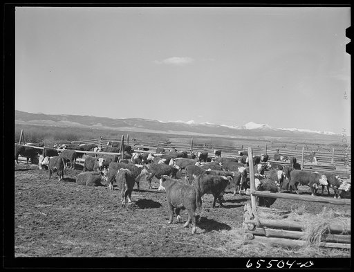 Untitled photo, possibly related to: Wisdom, Montana. Cattle in stockyards. They will be driven, starting at about midnight, to the town of Divide, forty miles away, the nearest railroad