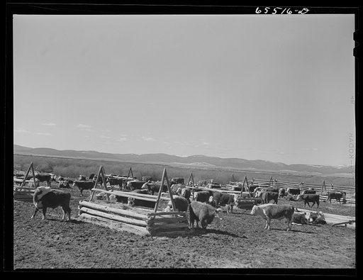 Untitled photo, possibly related to: Wisdom, Montana. Cattle in stockyards. They will be driven, starting at about midnight, to the town of Divide, forty miles away, the nearest railroad