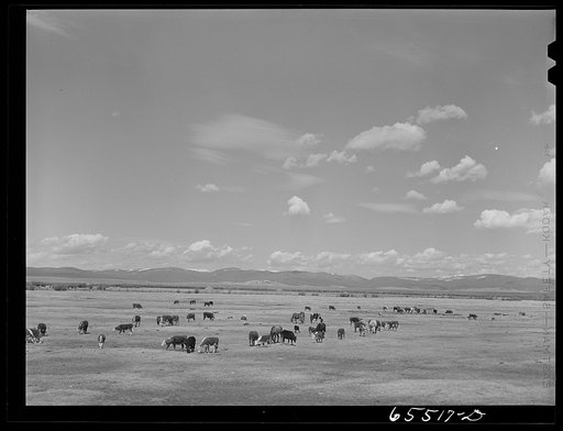 Untitled photo, possibly related to: Beaverhead County, Montana. Cattle feeding on ranch in the Big Hole Basin