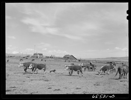 Untitled photo, possibly related to: Beaverhead County, Montana. Calving time on Walt Stewart's ranch in the Big Hole Basin