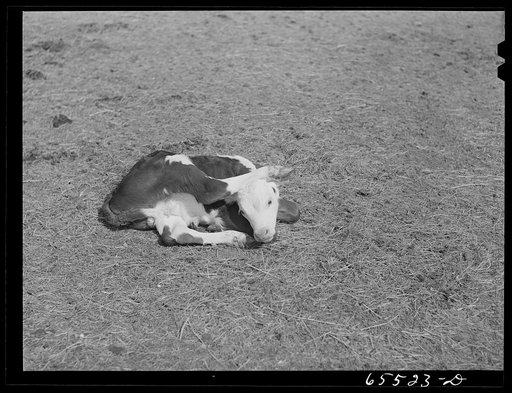 Beaverhead County, Montana. Newborn calf in the Big Hole Basin