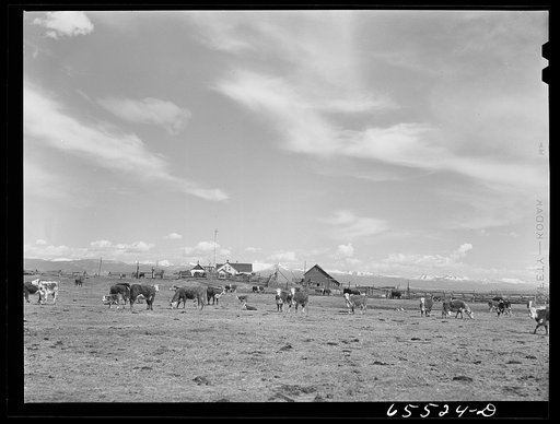 Untitled photo, possibly related to: Beaverhead County, Montana. Calving time on Walt Stewart's ranch in the Big Hole Basin