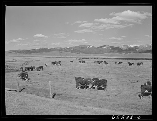 Beaverhead County, Montana. Cattle feeding on the Bar B Ranch in the Big Hole Basin