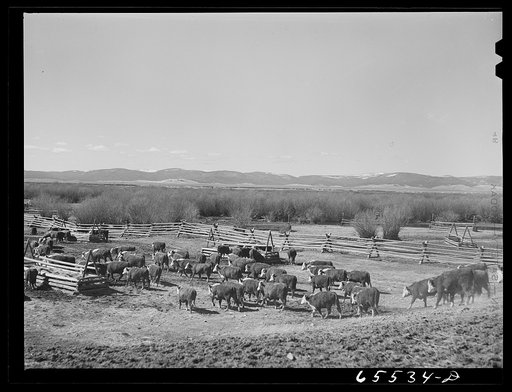 Wisdom, Montana. Cattle in stockyards. They will be driven, starting at about midnight, to the town of Divide, forty miles away, the nearest railroad