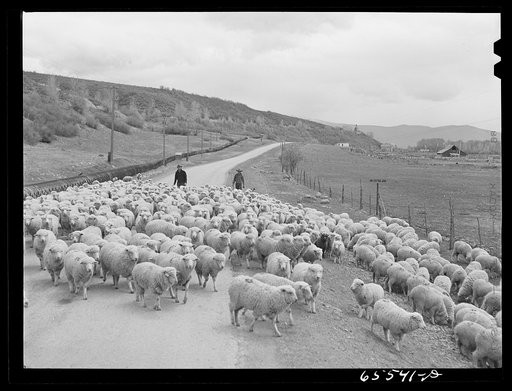Duchesne County, Utah. Bringing sheep down from the range