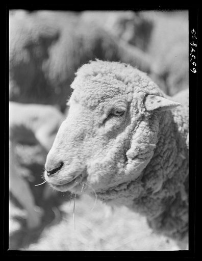 Beaverhead County, Montana. Sheep