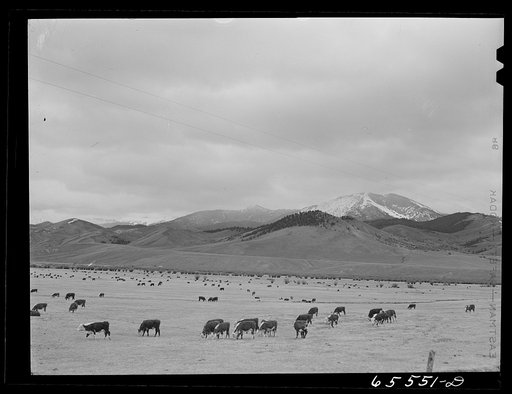 Big Hole Basin, Beaverhead County, Montana. Cattle feeding