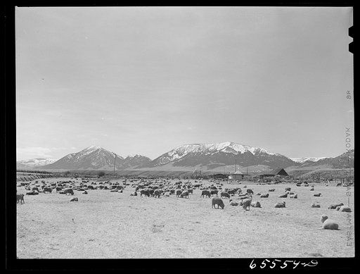 Beaverhead County, Montana. Lambing time on sheep ranch