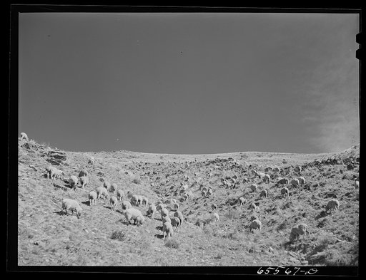 Untitled photo, possibly related to: Beaverhead County, Montana. Sheep on the range