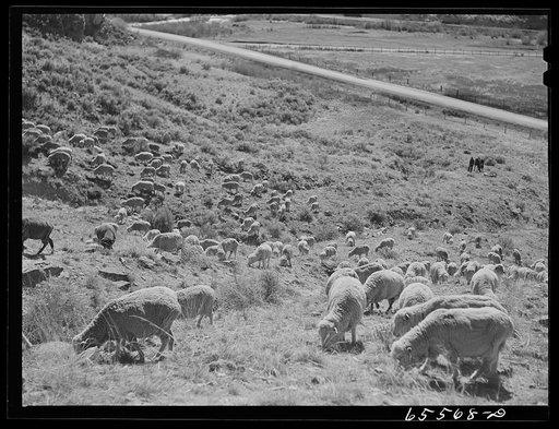 Beaverhead County, Montana. Sheep on the range