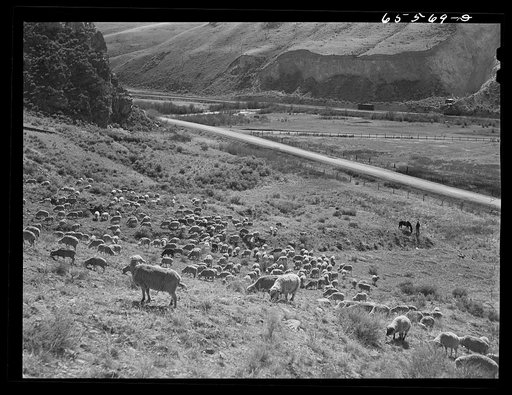 Beaverhead County, Montana. Sheep on the range