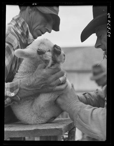 Untitled photo, possibly related to: Ravalli County, Montana. Castrating young lambs