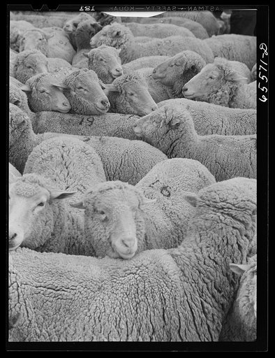 Ravalli County, Montana. Sheep on Clarence Goff's ranch