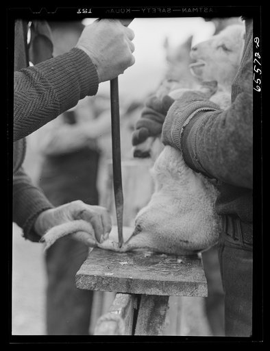 Untitled photo, possibly related to: Ravalli County, Montana. Branding, tail cutting, docking, and ear slitting operations on Clarence Goff's sheep farm
